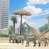 �����Ӿ��ĳ���¹