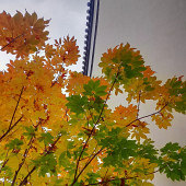 ���⽥Ũ������