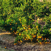 �ص�ȥ����������