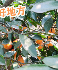 ȥũׯ��������� ����������27.9