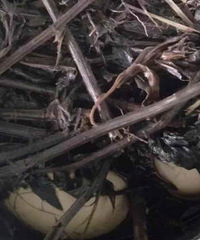 �����ڼ�����İ������°���쵰