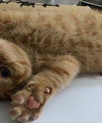 ����һ���˵���÷�ʽ��ʲô��