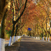 ʮ����ͩ������