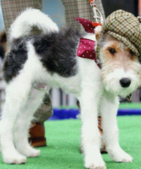 ������һ���ȳ���Ϯ����ʺ���Ǽ�����~