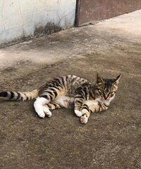 ����ǰҪ�ѵ�����������һֻ������С�ɰ�