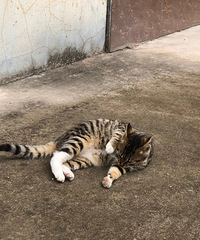 ����ǰҪ�ѵ�����������һֻ������С�ɰ�