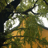 ׳�۵���������