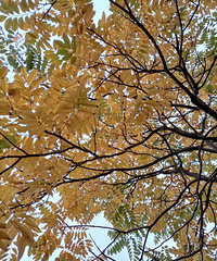 ����������ƺ������е��� Ҷ�Ӷ���Ʈ����