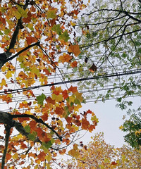 ����������ƺ������е��� Ҷ�Ӷ���Ʈ����