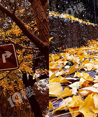 ʱ����ţ�����һ����Ҷ�ƣ�