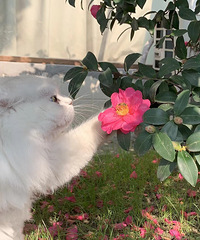 ɹ̫��������Ư��С��Ů