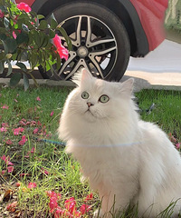 ɹ̫��������Ư��С��Ů