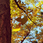 ���������·̫����