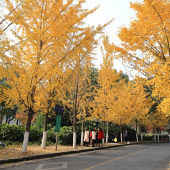 ����·��������򿨵�