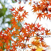 ����·��Ԫ·����·