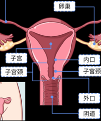 ��������ĸ��Ƽ�� һ����һ������