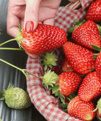 �ɲ�ݮ�� ֻҪ44.9Ԫ������԰����