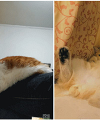 ��ʺ�ټ��ϣ���ϲ��è�������Ǿ���һ���