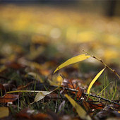 ׹��һ�ص���Ҷ