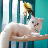 �����ǡ�Сģ��