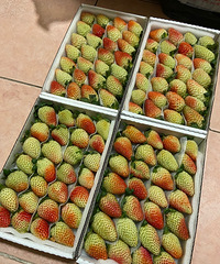 ���鸴�� ������ݮ������