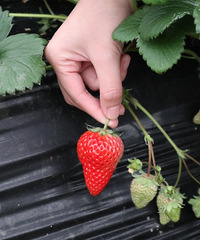 �ɲ�ݮ��ʱ������