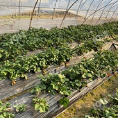 ���ƴ����ժ��ݮ