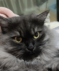 ���Ƽ���Ů���� �����ܸ��� 18W����