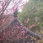 又是一年梅开时