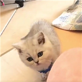 我家猫咪像狗子
