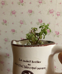 【紫蓝装饰杯秀家大赛】“春天家里的花花”+多肉植物