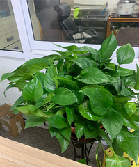 【紫蓝装饰杯秀家大赛】“春天家里的花花” 种点绿植就有活力了