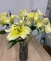 【紫蓝装饰杯秀家大赛】“春天家里的花花” 种点绿植就有活力了