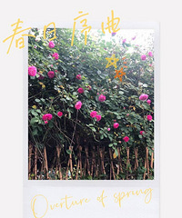 【紫蓝装饰杯秀家大赛】“春天家里的花花” 爱种花成习惯