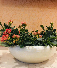 【紫蓝装饰杯秀家大赛】“春天家里的花花” 爱种花成习惯