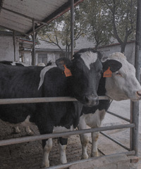 ��ĩ������ �������ţ�ȳ��˻�Ҫ��