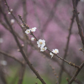 ����Ļ����ĺ���