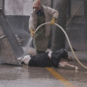 �����˸ճ�������ţ