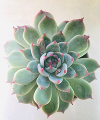 晒一晒我佛系养的花 很多都是放在角落里偶尔浇下水 放任其生长