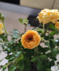 【紫蓝装饰杯秀家大赛】“春天家里的花花”+春色满屋