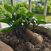 �����ֹ����ر������