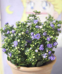 “春天家里的花花” 别人养花 我养薄荷 还能吃