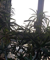 【紫蓝装饰杯秀家大赛】“春天家里的花花”+这几年种的花花草草