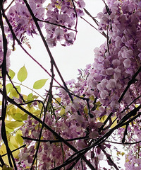 �蹫��������Ҳ����