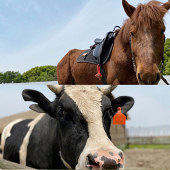 ������ׯ԰��Ʊ��ѣ�