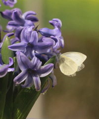 ȥɽ��������ũ������ �����˺ö����
