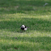 ����֮���ָ�������