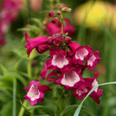 ȥ���˻����г�