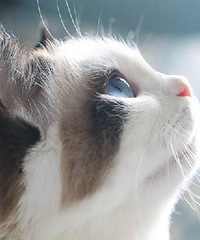 ��û�м�����Сè��� ��������һֻ��