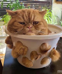 希望变成这只猫猫,连炸毛的样子都是爱你的形状
